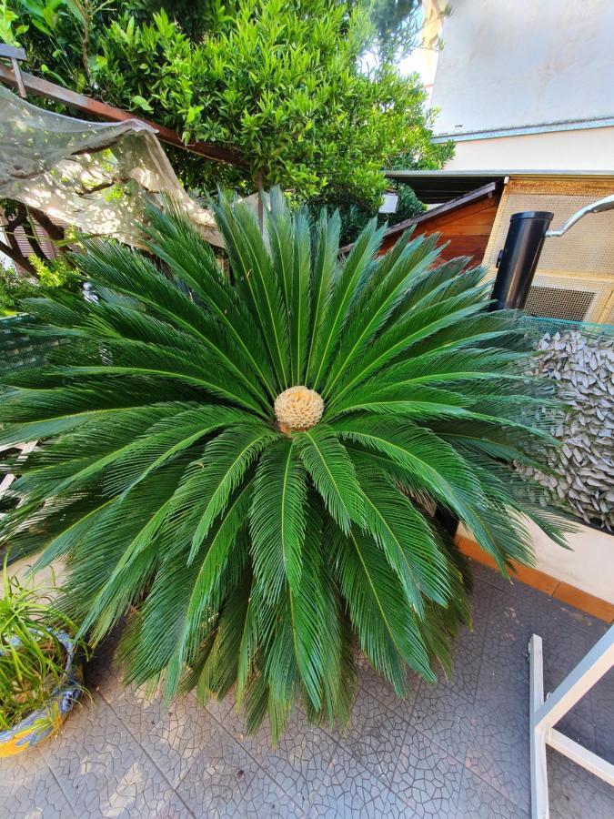 Appartement My Dream House Angri